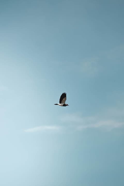 Open Sky