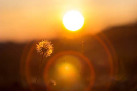 Sunburst